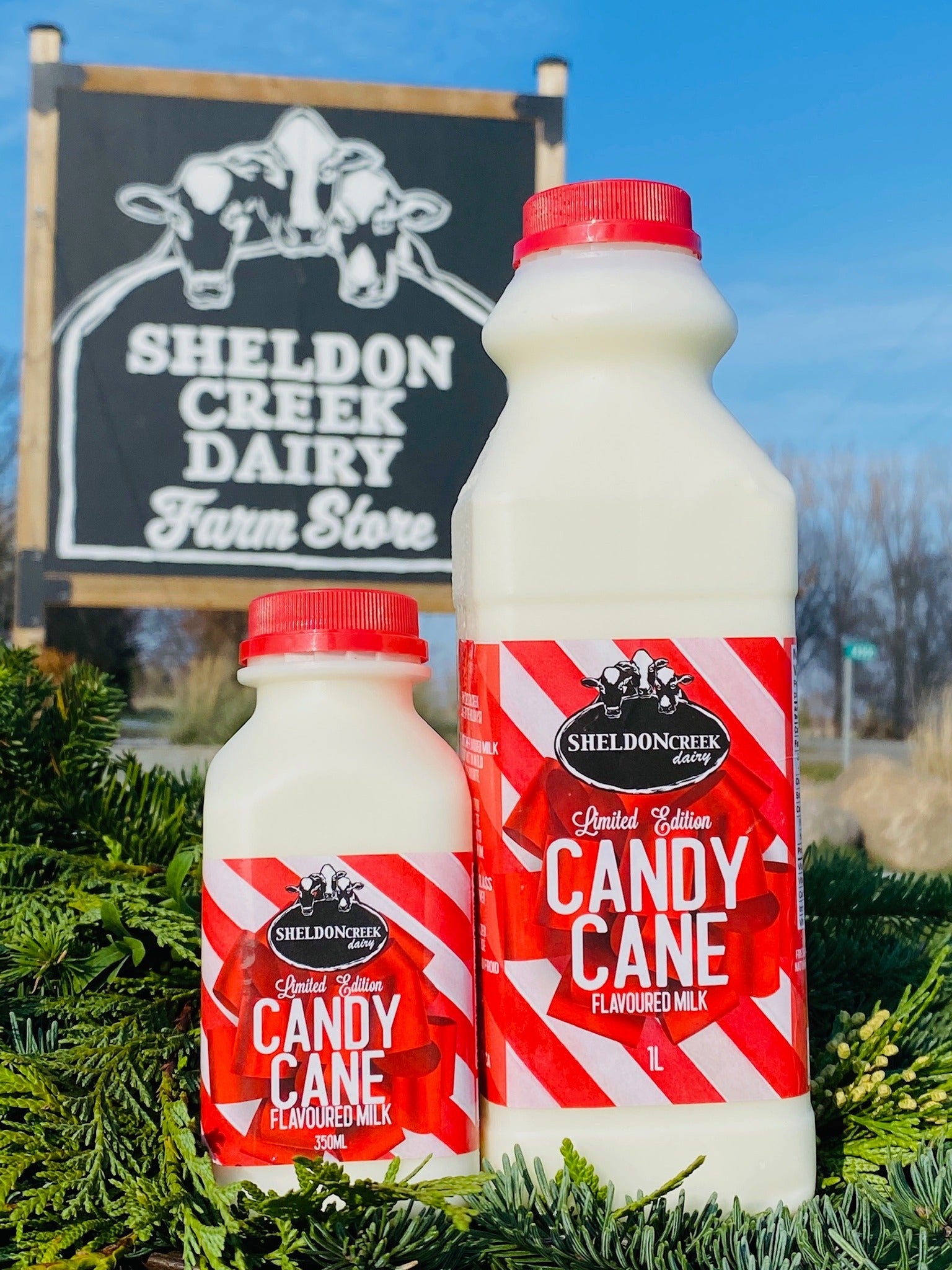 Sheldon Creek Dairy Candy Cane Milk